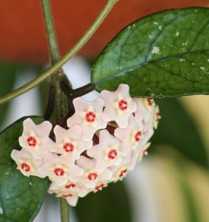 Cochenille sur fleur de porcelaine - hoya