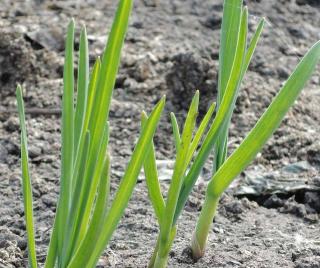 Culture Permaculture hiver