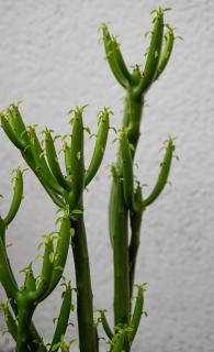 Culture entretien Plante crayon - Euphorbia tirucalli