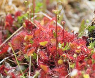 Drosera culture entretien