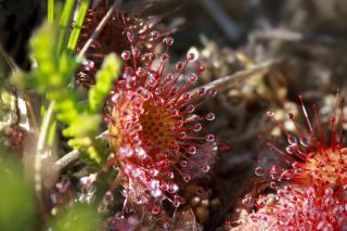 Drosera plantation