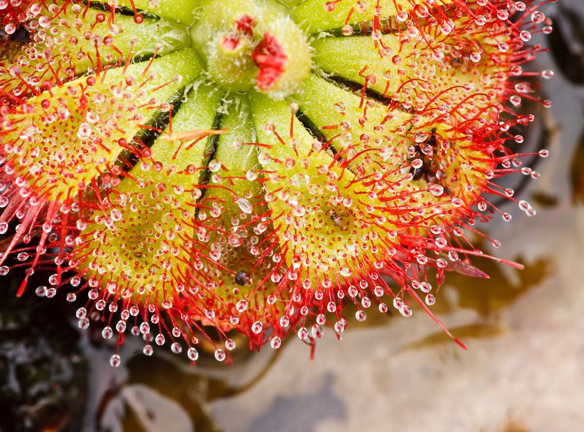 Drosera