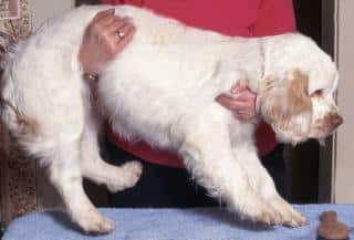 Dysplasie hanche chien