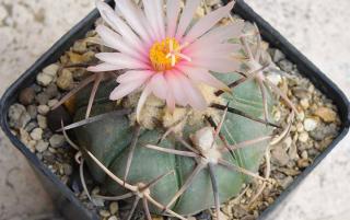 Echinocactus