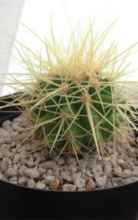 Echinocactus culture entretien