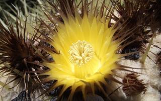 Echinocactus plantation