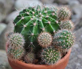 Echinopsis - cactus oursin