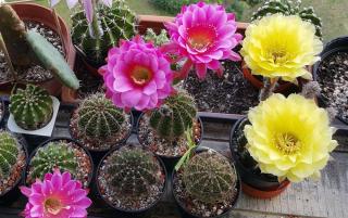 Echinopsis - cactus oursin entretien