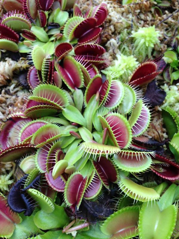 Dionée Attrape-Mouche - Plante Carnivore Facile D'Entretien - Idéal Pour Contrôle Naturel Des Insectes