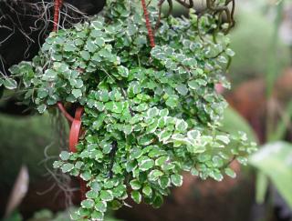 Ficus pumila - Ficus rampant nain