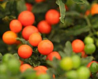 Fruit du Pommier d'amour toxicique ou comestible