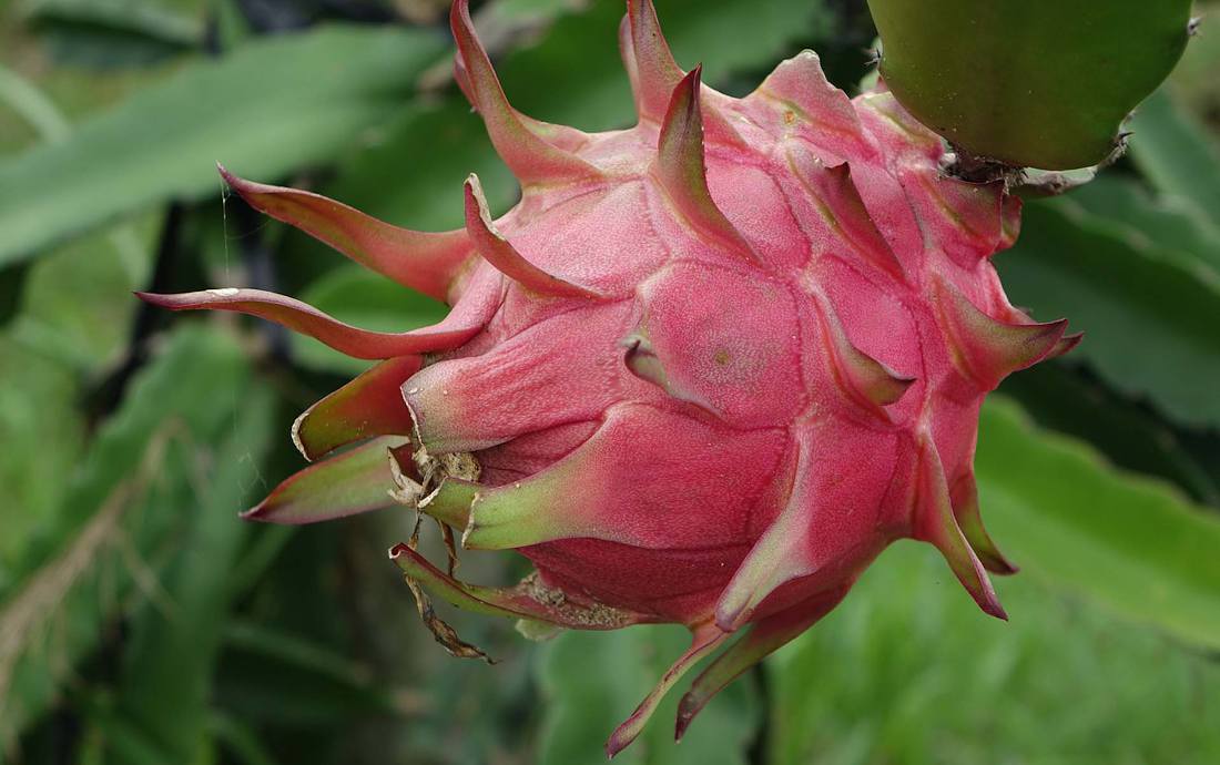 Hylocereus undatus - fruit du dragon ou pitaya : Semis, culture, entretien