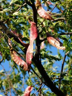 Gousse du Gleditsia triacanthos - Février d'amérique