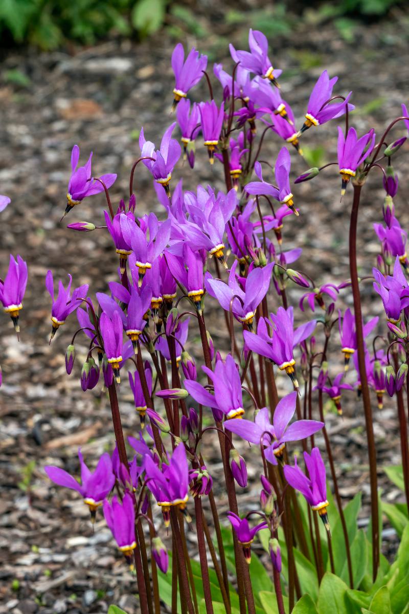 Gyroselle - Dodecatheon meadia