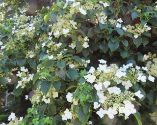 Hydrangea petiolaris - hortensia grimpant