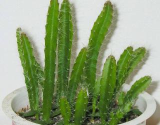 Hylocereus undatus - Pitaya culture