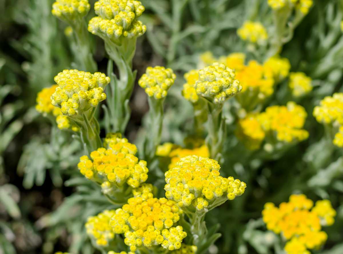 Immortelle d'Italie - Helichrysum italicum