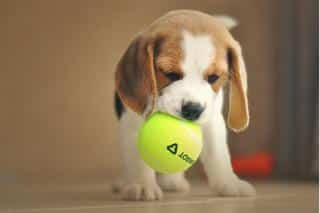 Le beagle un chien jovial et sportif