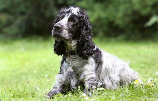 cocker spaniel anglais