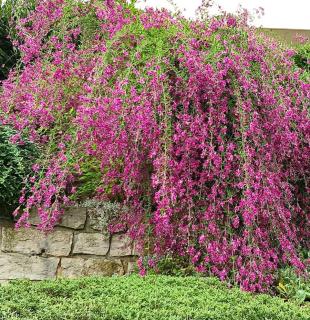 Lespedeza thunbergii entretien