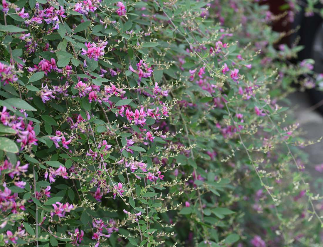 Lespedeza thunbergii