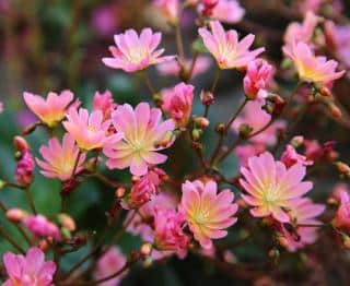 Lewisia Cotyledon