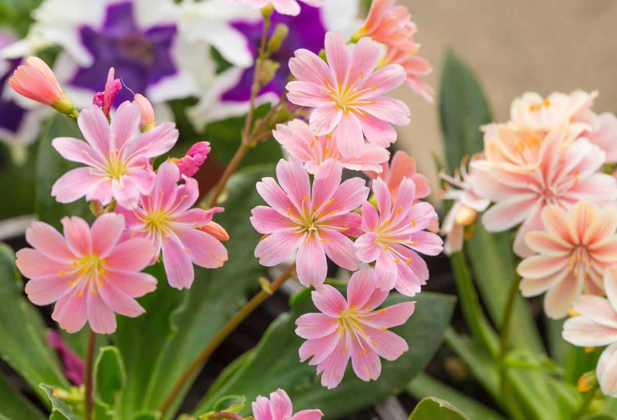 Lewisia fleur