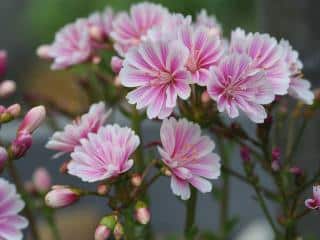 Lewisia variétés