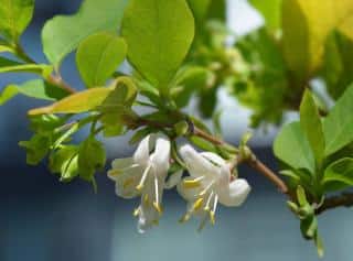 Lonicera fragrantissima - chevrefeuille hiver