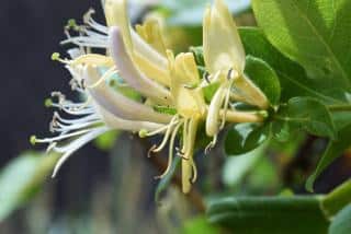 Lonicera japonica Sweet Isabel - chevrefeuille persistant
