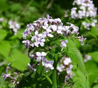 Lunaria entretien