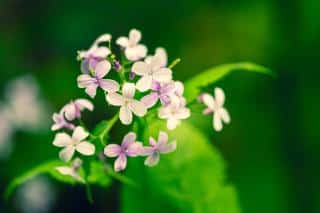 Lunaria rediviva