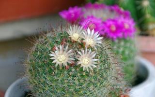 Mammillaria cactus culture entretien