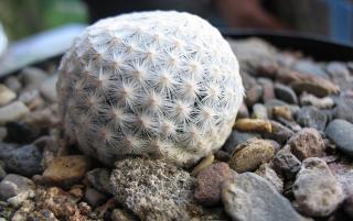 Mammillaria cactus plantation