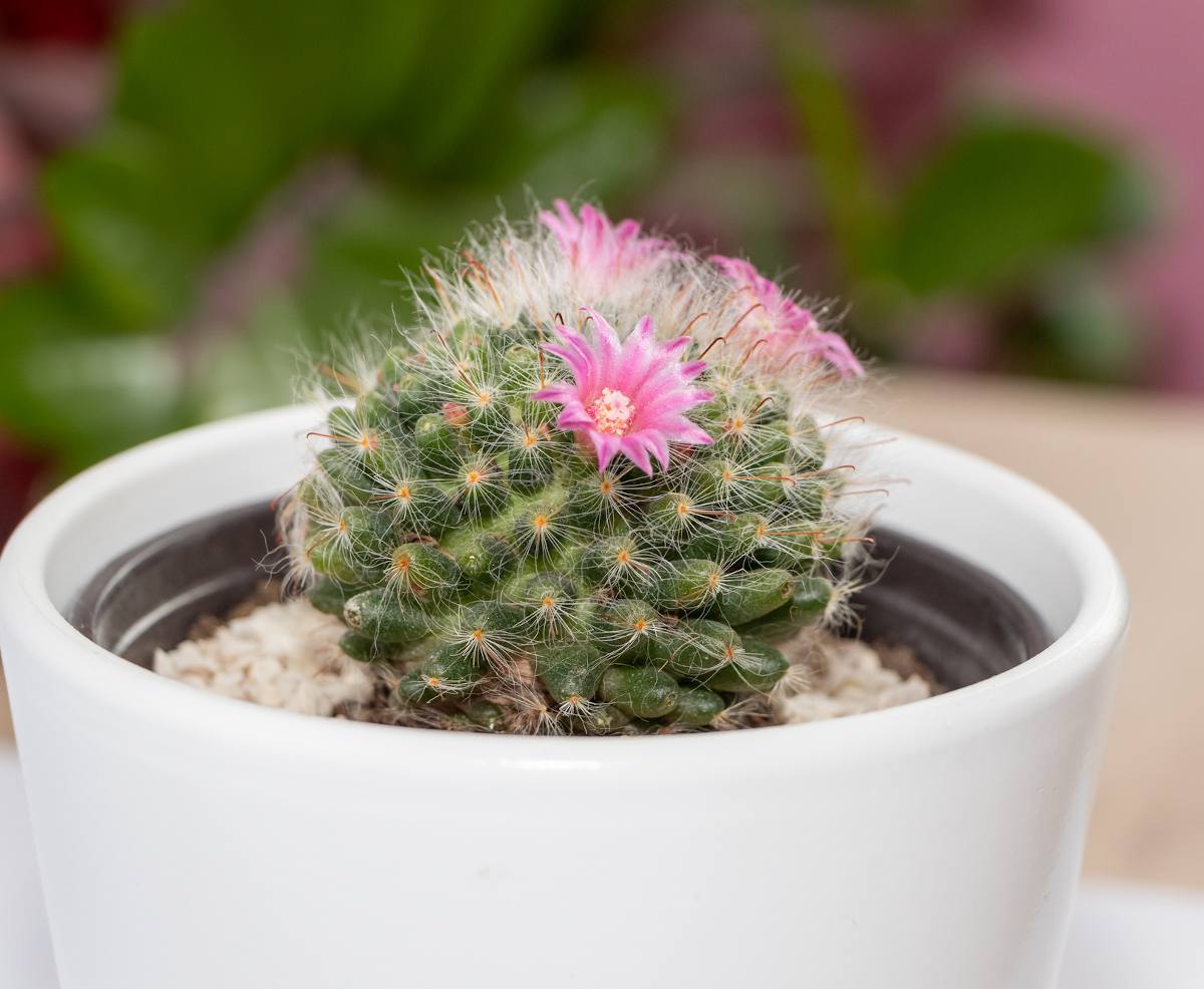 Mammillaria cactus