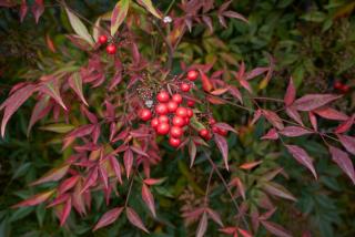 Nandina domestica