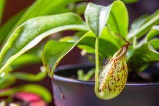 Nepenthes en pot plantation