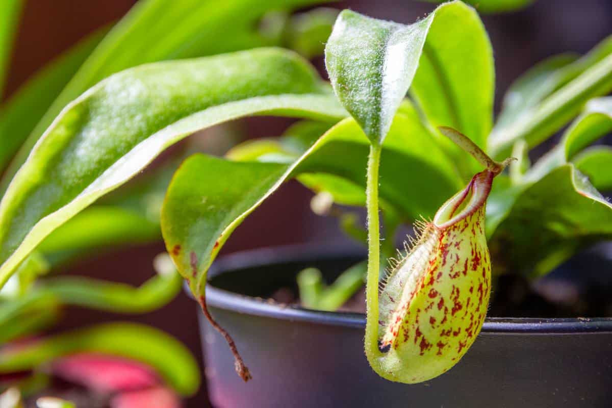 Plante carnivore au Maroc  Népenthes Alata Monkey Jars au Maroc