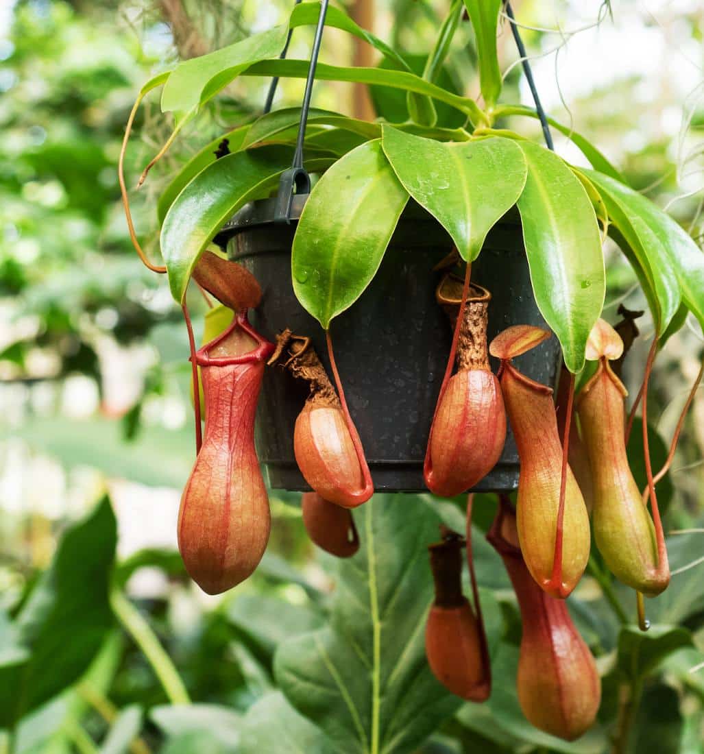 Plante carnivore au Maroc  Népenthes Alata Monkey Jars au Maroc