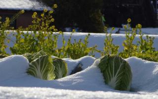 Permaculture hiver