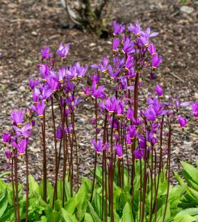 Plantation Gyroselle - Dodecatheon meadia