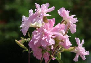 Plante a savon - saponaria officinalis rosea plena