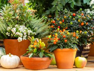 Pommier d'amour en pot et jardiniere