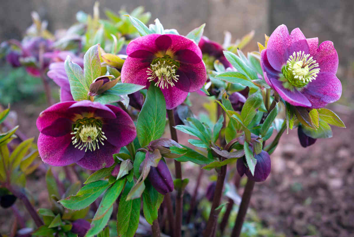 Rose de Noel - helleborus