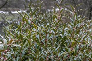 Sarcococca hookeriana Purple Stem