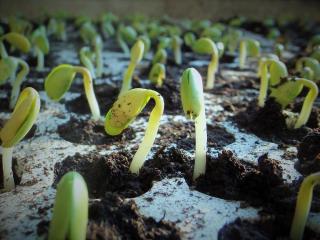 Semis Permaculture hiver