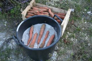 Silo carotte legume sable hiver