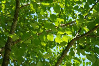 Taille Arbre a caramel - Cercidiphyllum japonicum Entretien