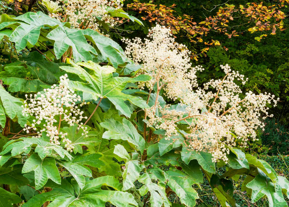 Tetrapanax papyrifer - plante à papier de riz