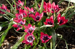 Tulipe Little Beauty